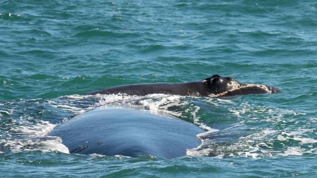 The Southern Right Whale mother and calf at Christies Beach on Sunday July 4 stayed close to shore and crowds gathered to watch. Picture: Selina Guckenbiehl