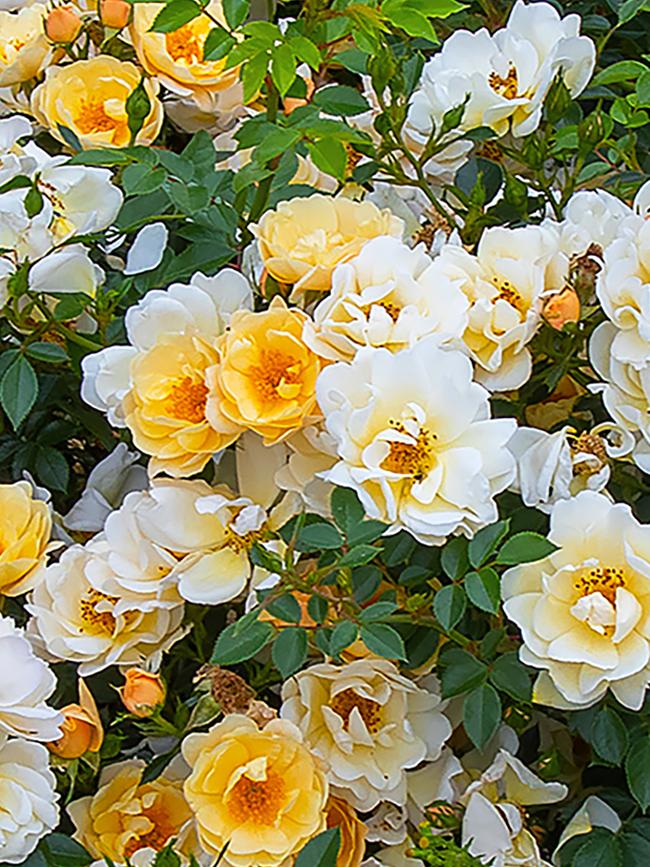 Sungirl: an award-winning groundcover rose from Wagner’s Roses. Loved by bees.