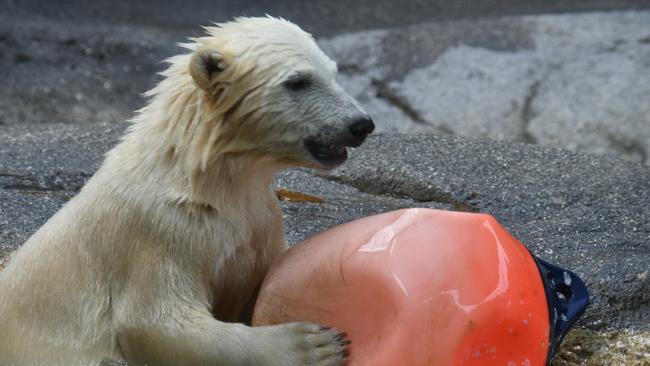 The five-month-old bear loves playing.