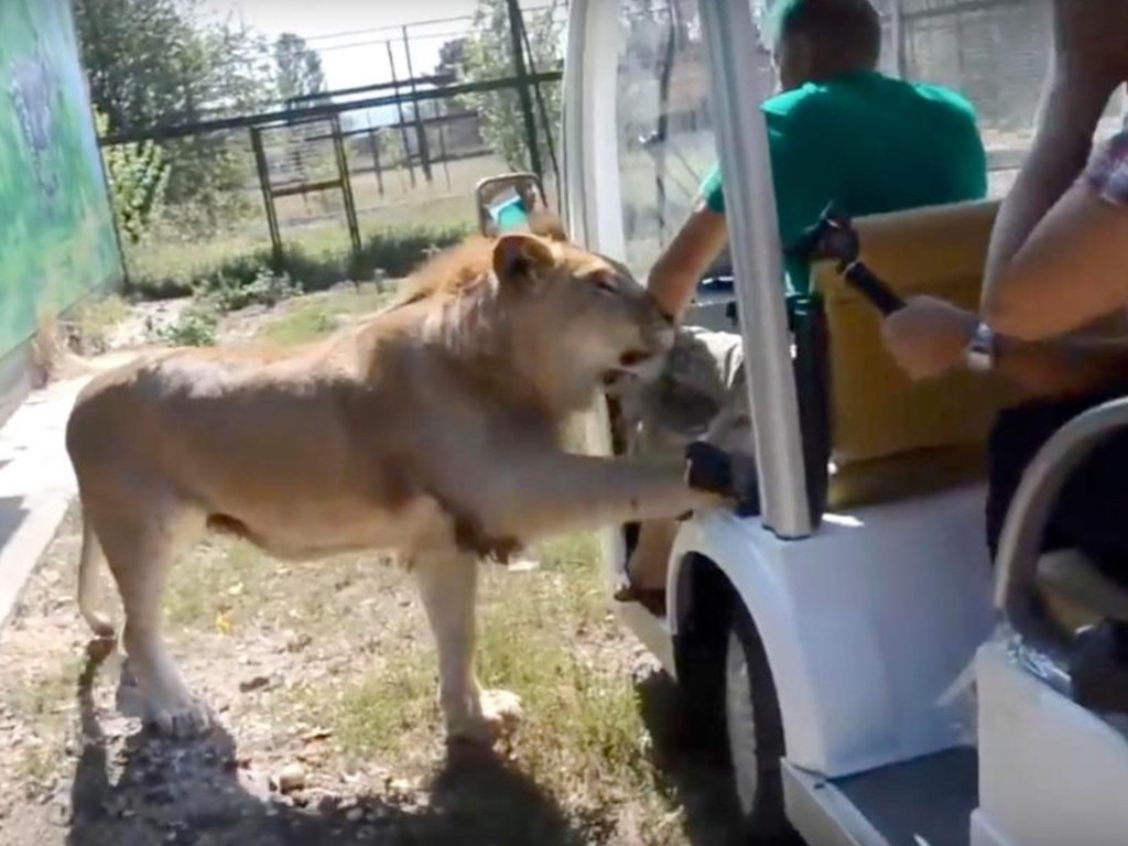 The lion approaches the buggy filled with tourists … Picture: East 2 West News