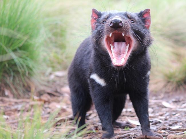 **WARNING:UNDER EMBARGO UNTIL Monday 5th October at 2pm ** **EMBARGOED UNTIL OCTOBER 05 **  For the first time in 3,000 years, the Tasmanian devil is back in the wild on mainland Australia, an historic moment that is critical to rewild Australia, the country with the world’s worst mammal extinction rate. Aussie Ark, in partnership with Global Wildlife Conservation and WildArk, recently released 11 Tasmanian devils into a 400-hectare (nearly 1,000 acres) wildlife sanctuary on Barrington Tops. Actor power couple Elsa Pataky and Chris Hemsworth, who is a WildArk Ambassador, helped release some of the animals—including Lenny and Lisa—into their new home. Picture: Aussie Ark