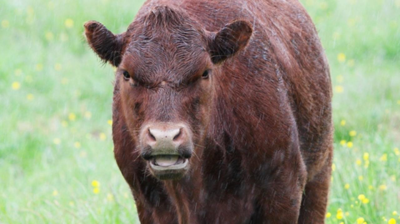 Man injured after being trampled by cow on regional property