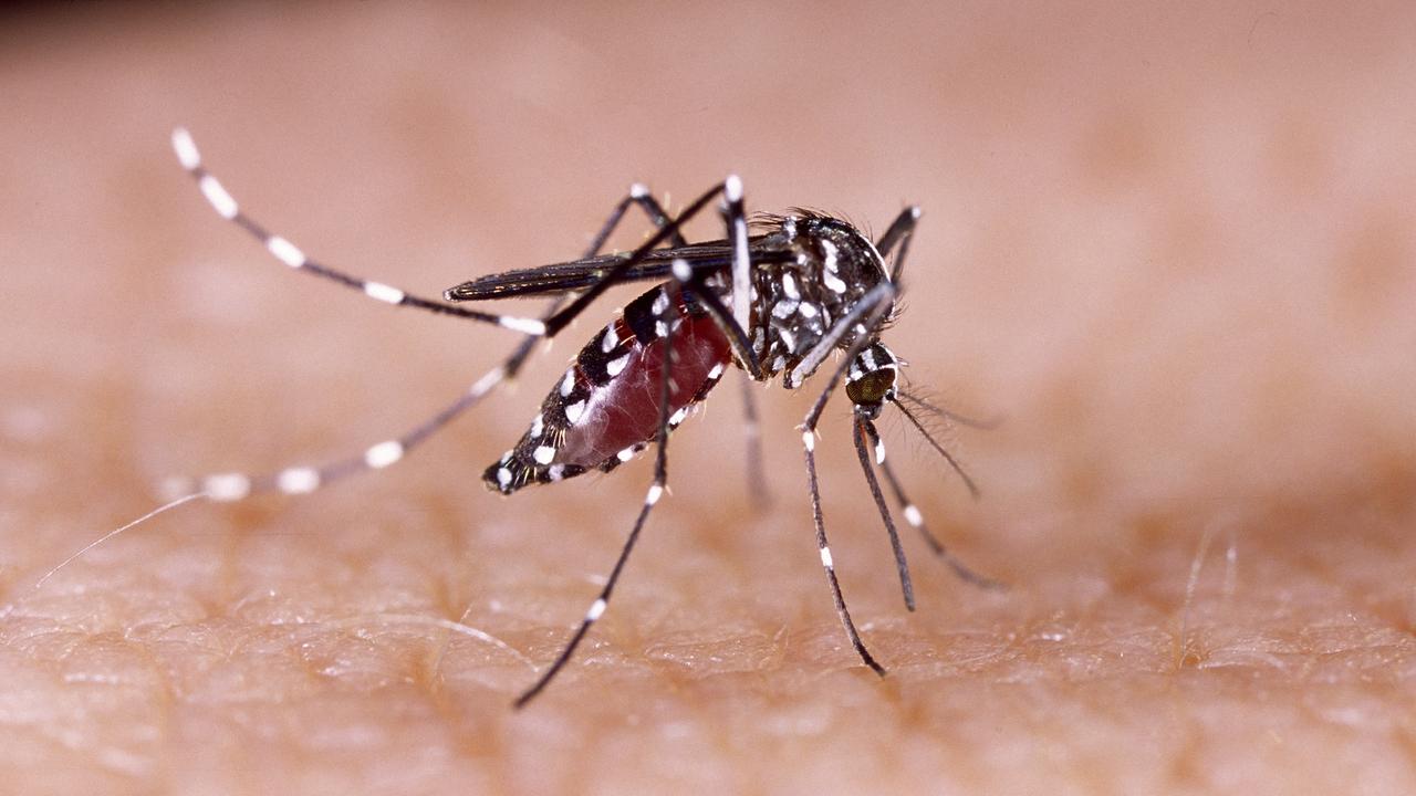 Australians can thank El Nino for fewer mosquitoes this summer, experts predict.