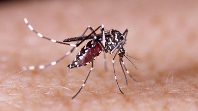 Australians can thank El Nino for fewer mosquitoes this summer, experts predict.