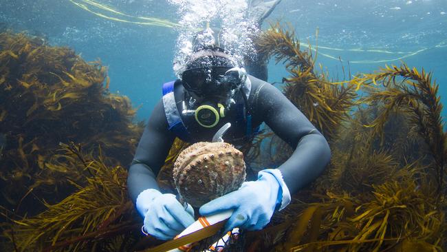 TasWeekend Magazine. Strictly one-use only. Purchased picture by Stu Gibson for TasWeekend's Day in the Life of an Abalone Diver story. The diver showed in pix is James Polanowski