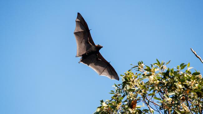 Flying foxes are increasing in numbers and causing havoc and noise around the Gordon area.Photo: Tim Pascoe