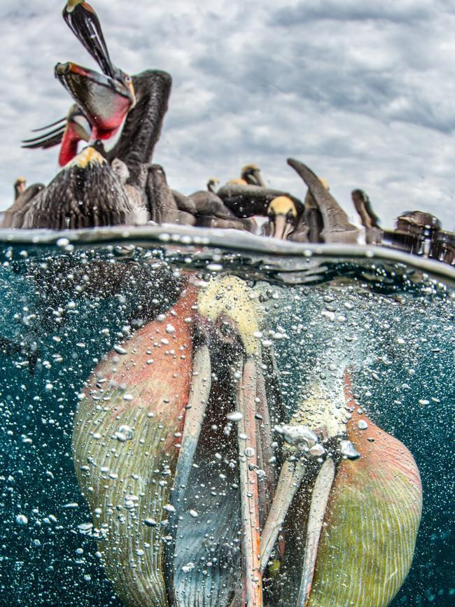 Highly commended category 4... Behaviour. The Contenders. We actually went to Bahia Magdalena to photograph blue and mako sharks offshore. We had no baiting success that morning so on the way back we stopped by a small beach where fisherman land their catch. As we arrived we could see tens of pelicans flocking around a fishing boat for scraps from the nets. So we started throwing our leftover bait in small scraps as fisherman regularly do and quickly had crazy pelican action around our boat. Hanging by the side we were able to shoot them going for the fish with fully extended pouches and contending with each other. The photo opportunities were great so we decided to convert the next day of shark attempts to more pelican shooting. Building on the first day experience, the next day we oriented the boat for better light and played with split levels to try to catch the lively action both above and below the water. Picture: Simone Caprodossi/United Arab Emirates/UPY 2017