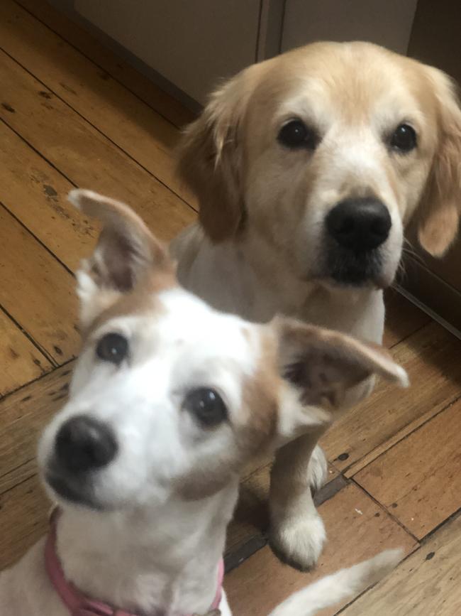 Jayson Howarth’s dogs Misty and Marshall. Picture: Supplied