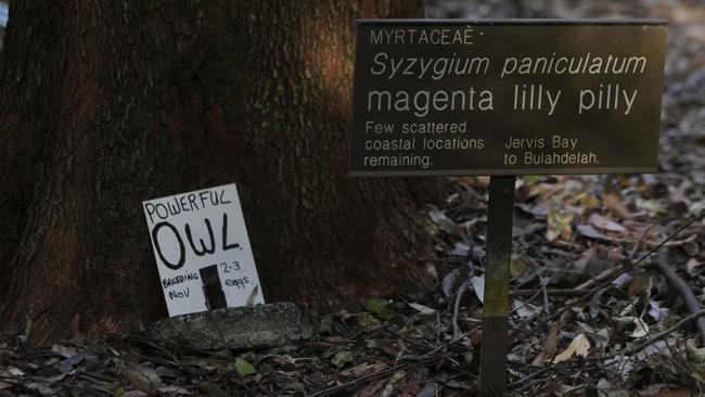 Gardens staff have labelled the tree in which the breeding pair of powerful owls have been nesting.