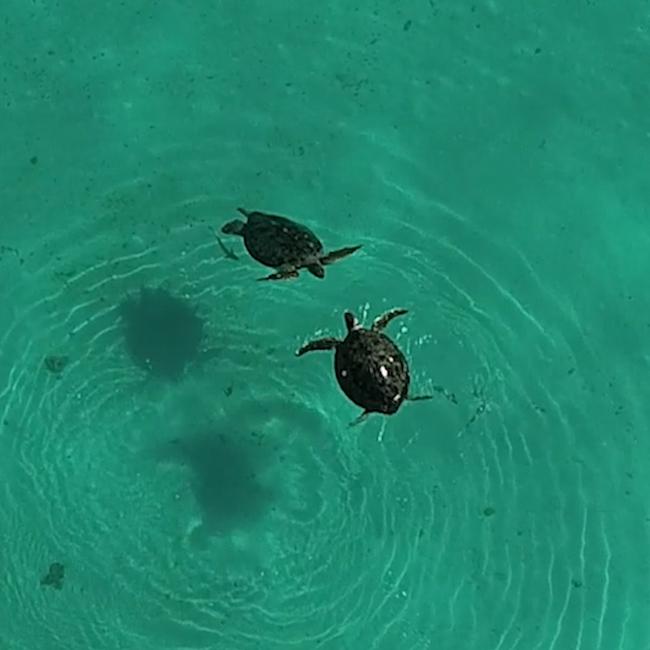 Drone surveys of green turtles off Queensland’s Heron Island have revealed there is not yet a “man drought” for green turtles impacted by climate change. Picture: WWF Australia