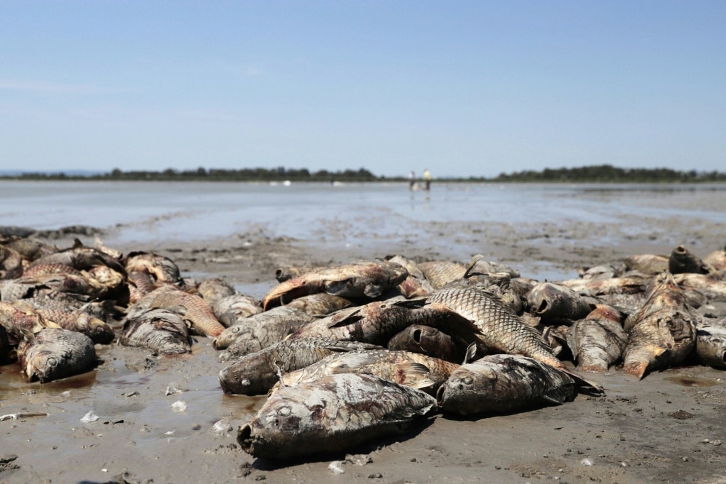 Freshwater Fish Swim Into Trouble As Climate Change Increases Threat ...