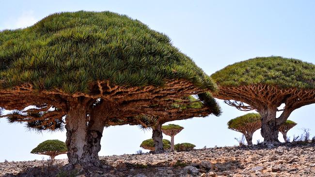 Magical Socotra Island. Picture: Rod Waddington