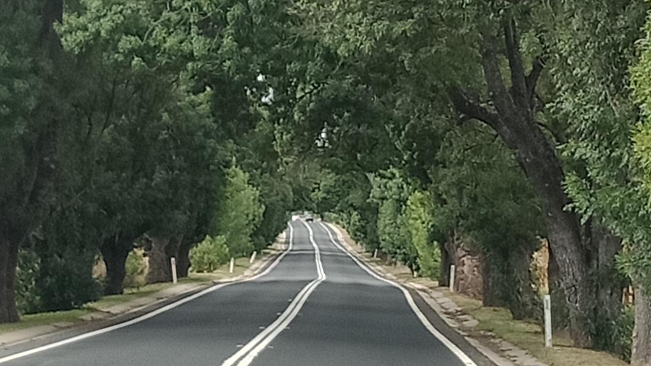 The O'Connell Memorial Avenue of Trees in Oberon, NSW, which locals say is at risk if a new wind farm goes ahead.