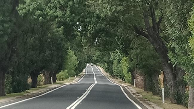 The O'Connell Memorial Avenue of Trees in Oberon, NSW, which locals say is at risk if a new wind farm goes ahead.