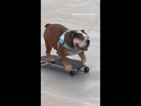 Bulldog spotted skateboarding in Bondi beach