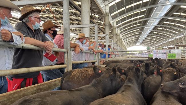 Buyers line the rails at the Naracoorte weaner calf sales on Thursday. Picture: Kate Dowler