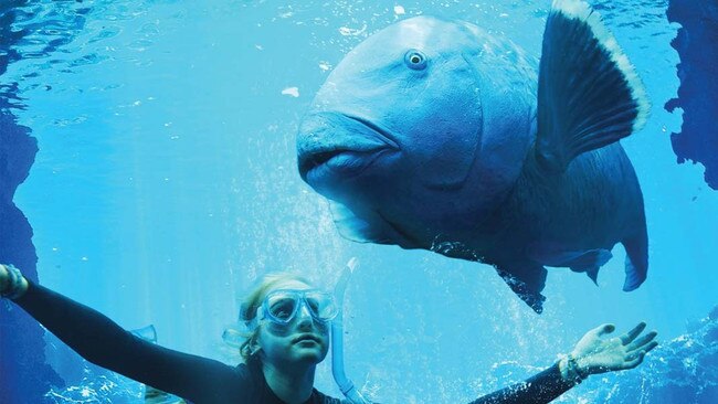 Blueback 2022 film still. Supplied