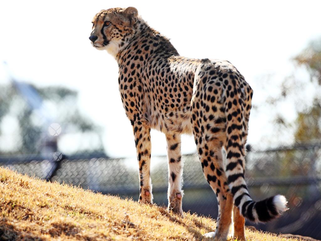 First look at the lion and cheetah enclosures inside Sydney Zoo in Bungarribee in Sydney's west, the first zoo to open in Sydney in over 100 years. Male Cheetahs Akiki and Obi get familiar with their new surrounds. Picture: Toby Zerna