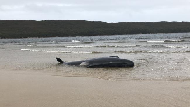 Dead pilot whales are washing up on beaches near Strahan in Tasmania's west coast