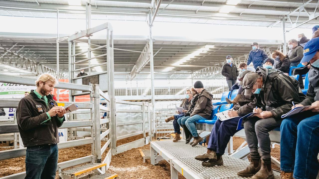 All 31 bulls at the Banquet Bulls spring sale sold. <a href="https://www.weeklytimesnow.com.au/agribusiness/cattle/banquet-spring-bull-sale-2020-recordbreaking-averages-for-stud/news-story/44fac423c4d641955b6beed91611264e" target="_blank">Click here for the full report</a>. Picture: Chloe Smith