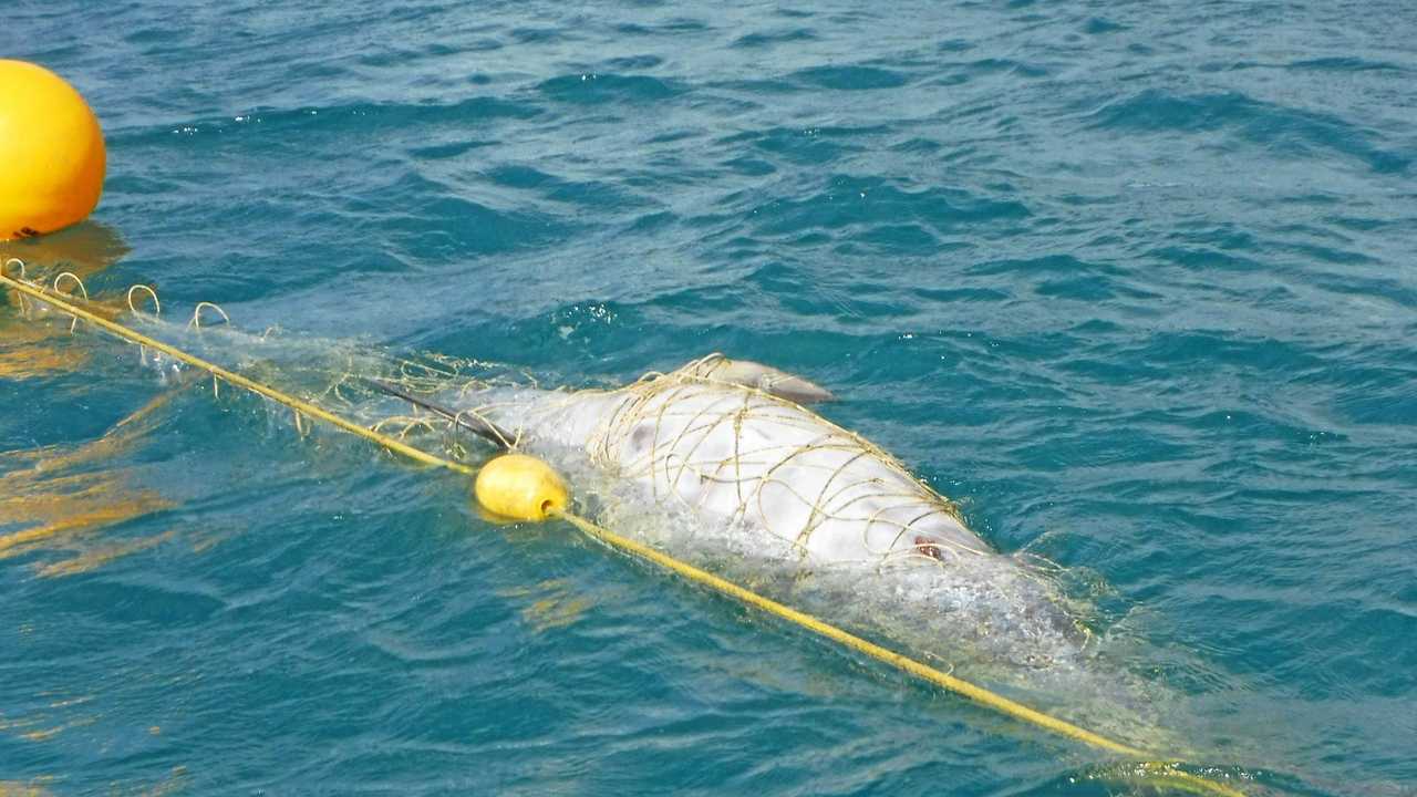 Environment council wants our shark nets removed