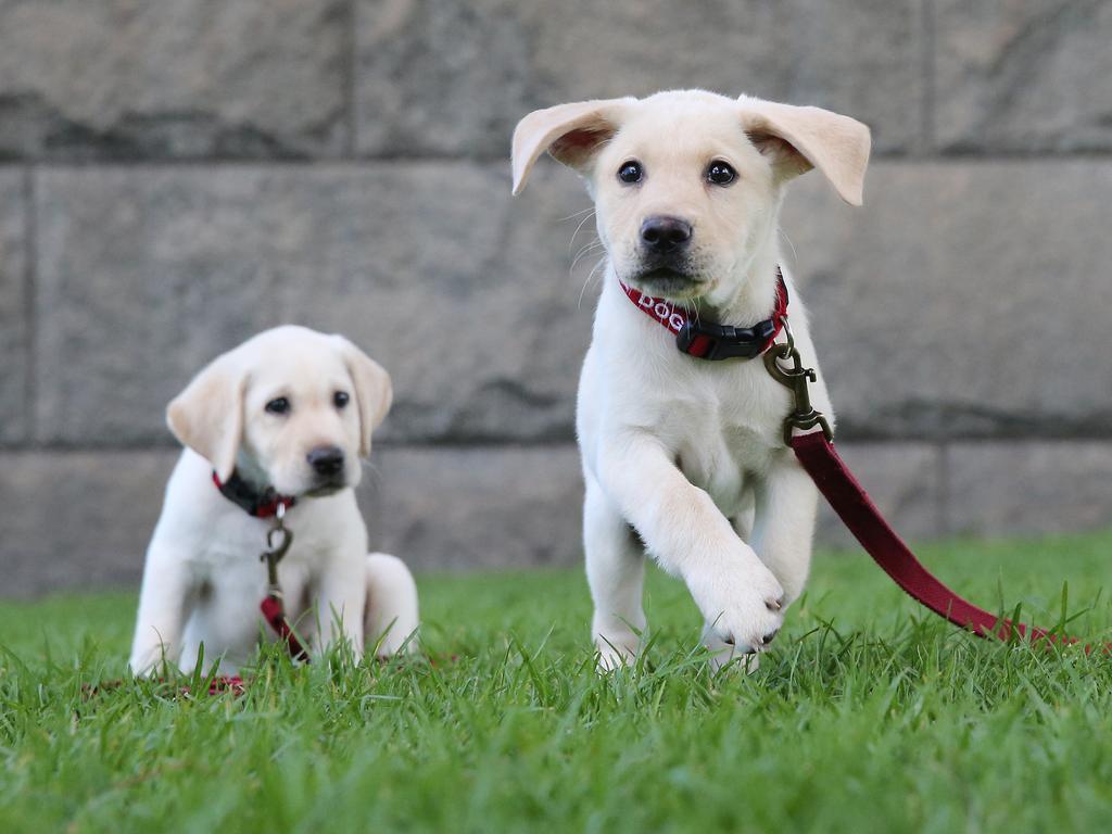 Guide Dog Puppies Katie and Kasey pictured at Milsons Point ahead of International Guide Dog Day. Picture: Richard Dobson