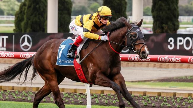 Acromantula will be out to win the Carlyon Stakes for the second straight year at The Valley on Saturday. Picture: George Sal/Racing Photos via Getty Images