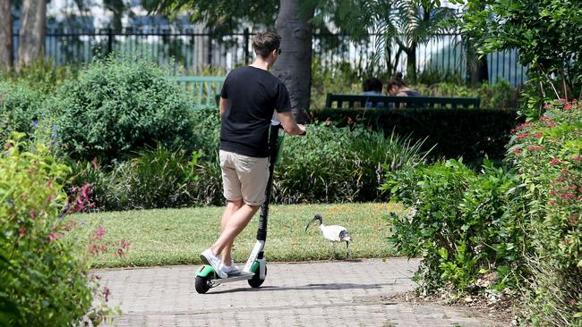 Lime scooters have proved a hit in inner Brisbane.