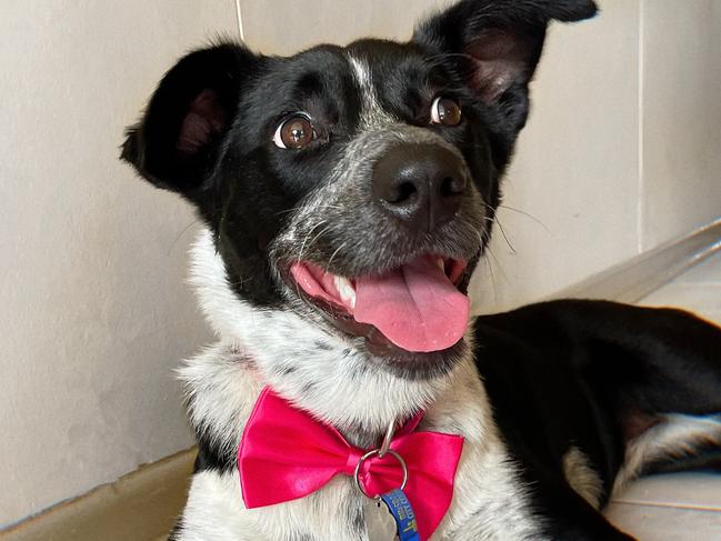 GALLERY: Queensland’s cutest big dogs