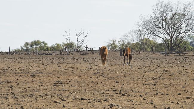 Drought conditions along the Kingsthorpe Haden Road near Boodua. Saturday, 5th Oct, 2019.