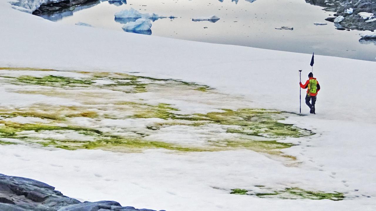 More parts of the Antarctic Peninsula will change colour as global temperatures increase, new research showed on May 19, 2020. Picture: Matthew Davey/University of Cambridge/AFP.