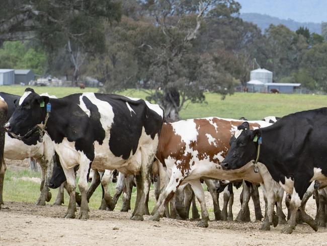 Cattle drafting accident leaves woman with severe hand injury