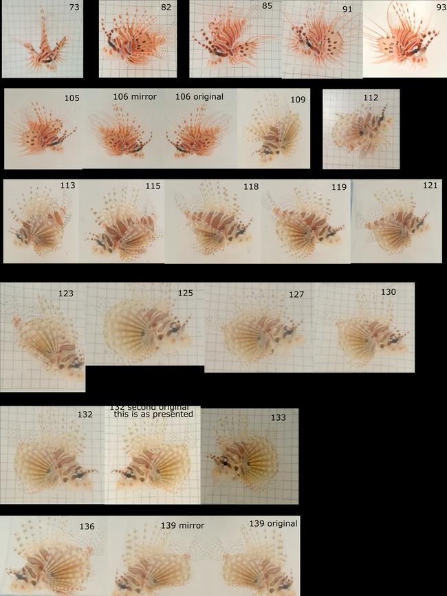 When put into the order that the pictures were taken, it was clear that the same images had been mirror ­imaged, rotated or manipulated in other ways to appear to be ­different fish, a JCU colleague found.