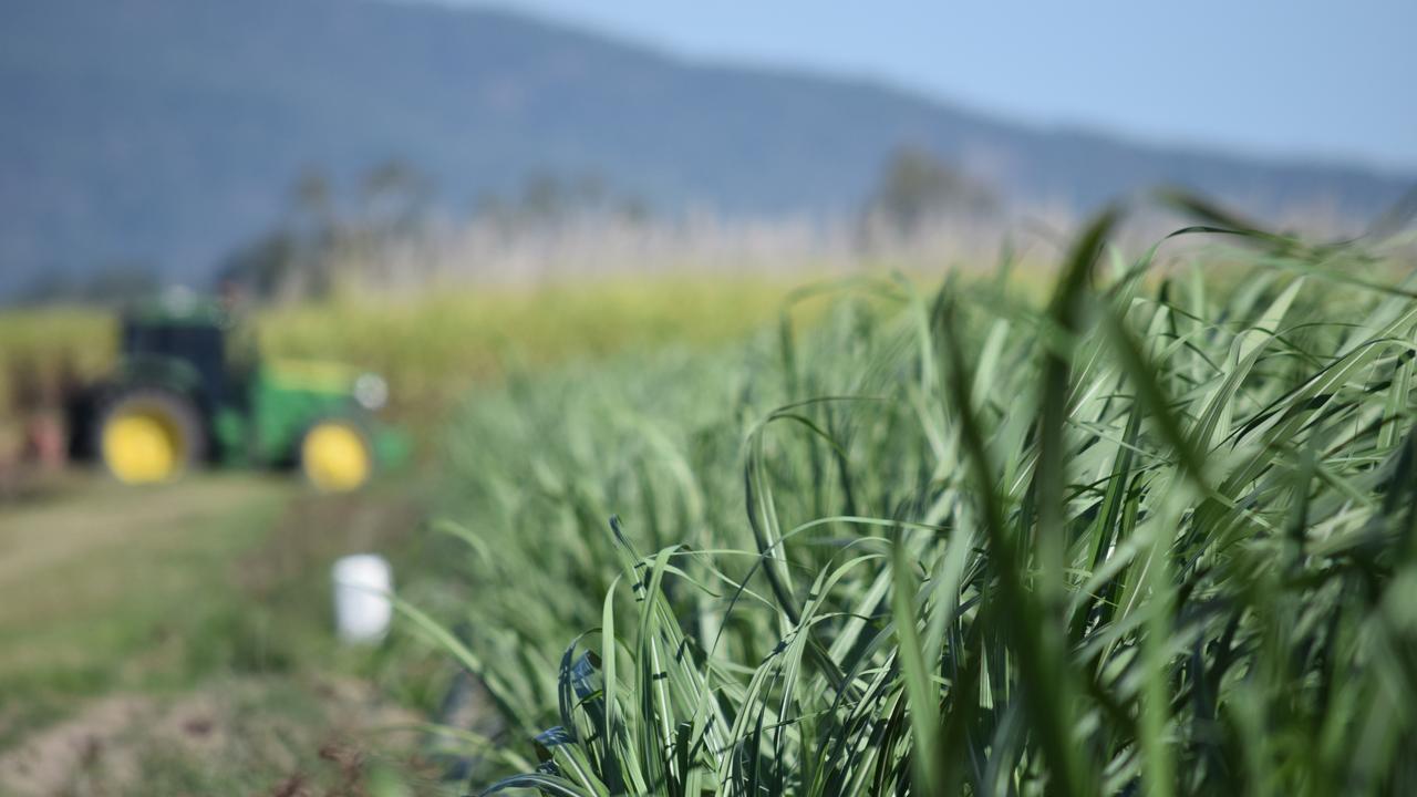 Farmers have started to catch onto the benefits of sugar cane mulch, and are plough 30 per cent of the discarded leaves back into their soil with the help of Mitchell’s Mulch.