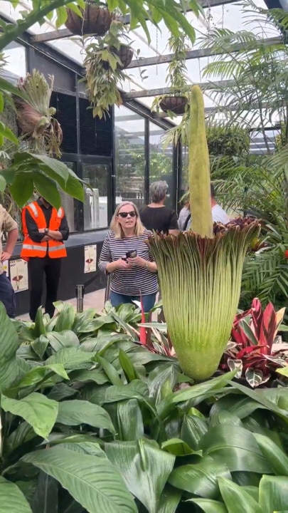 Geelong corpse flower becomes big tourist attraction