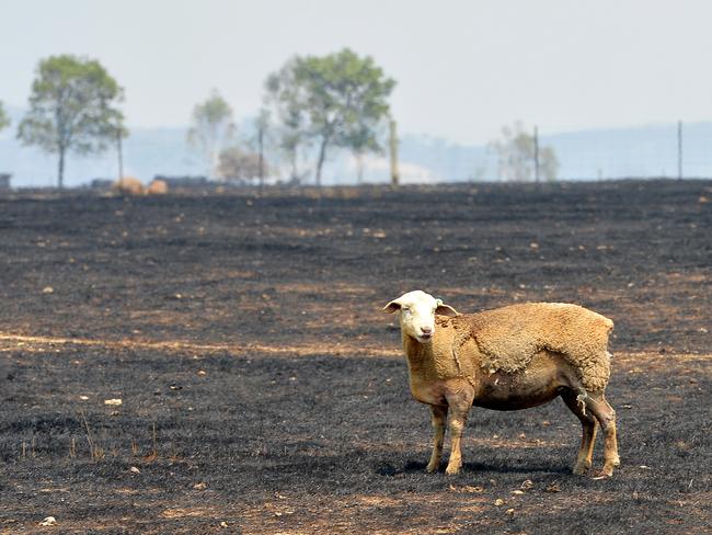 Devastation of the fires in Kilmore. Burnt sheep at Lowdens Road.