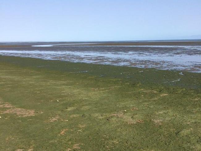 A reader snapped at photo of the algae at Dundowran Beach. 