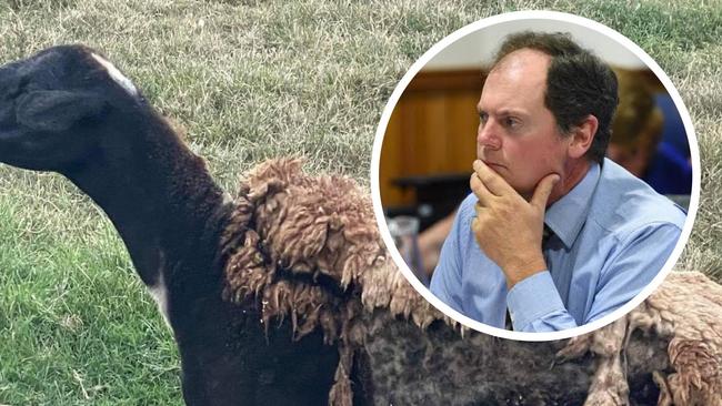 Fraser Coast councillor James Hansen has come under fire for naming his sheep after a racial slur.