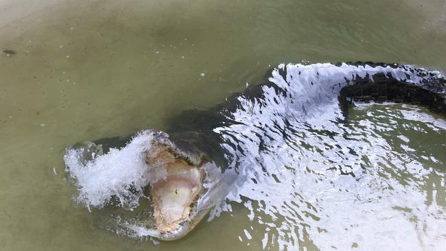 The animal, is being held at a secret Cairns location ahead of being moved to a registered crocodile farm or zoo. Picture: PETER CARRUTHERS