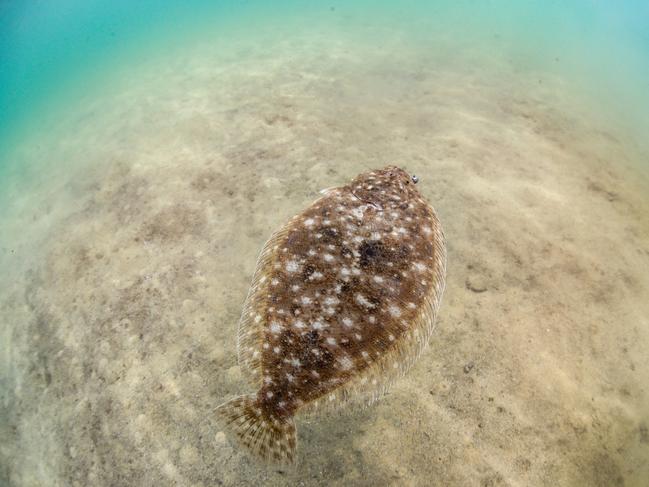 Gone Fishing With Al McGlashan. Flounder. The flounder is an amazing creature that transform from a normal fish to a flatfish.  Pic: Al McGlashan