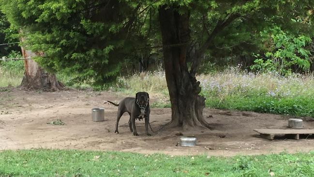 One of the neopolitan mastiffs was pregnant. Picture: RSPCA supplied