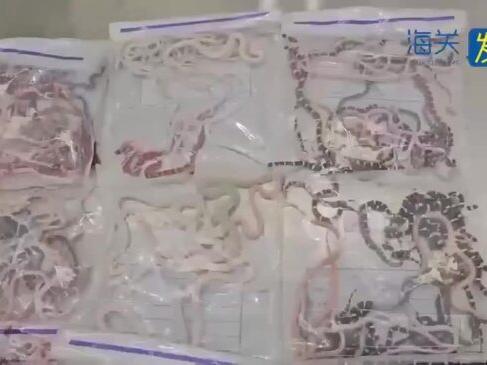 Chinese Customs Catch Man Attempting to Smuggle More Than 100 Live Snakes in Pants