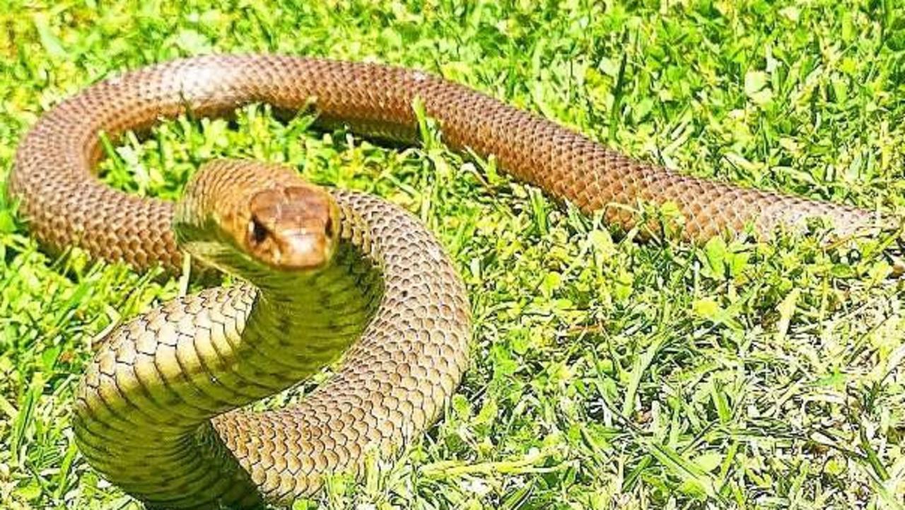 Mill Park, Doreen: Snake hot spots in Whittlesea council area | Herald Sun