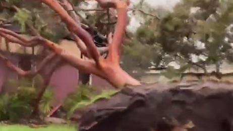 A large tree uprooted in Little Mountain on the Sunshine Coast. Picture:: Georg Woulfe