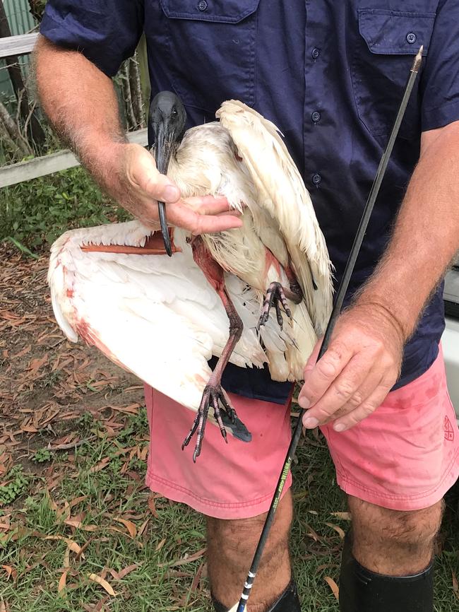 The arrow was nearly 1m long. Photo: Wild Bird Rescues Gold Coast