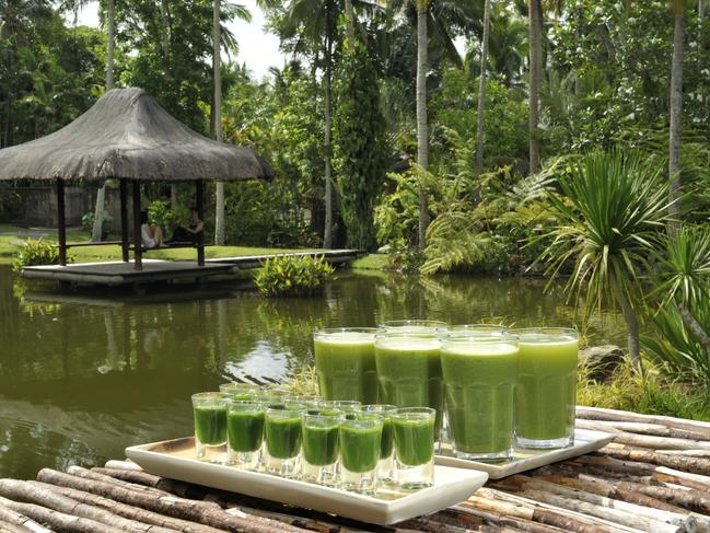 THE FARM, SAN BENITO, PHILIPPINES .. for Richard Noone story .. Wheatgrass & Green Juice