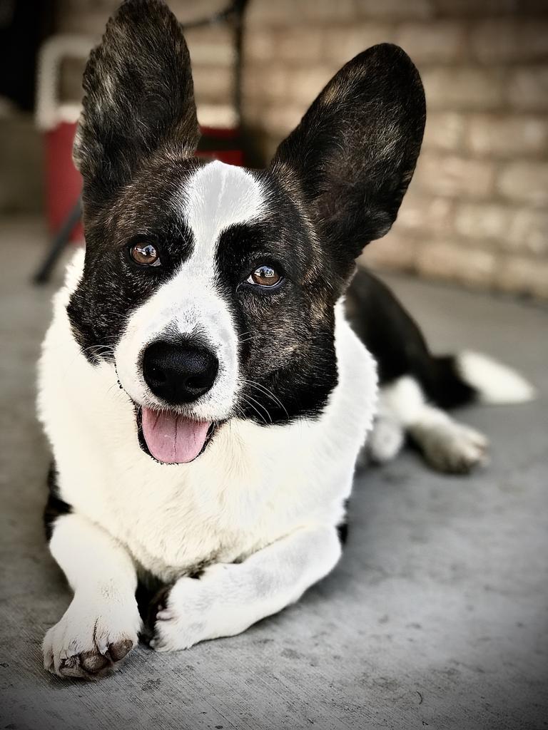 Cardigan Welsh Corgi.