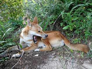 HOLIDAY HORROR: The latest dingo attack on Fraser Island has seen a 14-month-old boy dragged from his bed in the middle of the night. The child suffered puncture wounds to his neck and head and a skull fracture in the incident. Picture: Lani Scougall