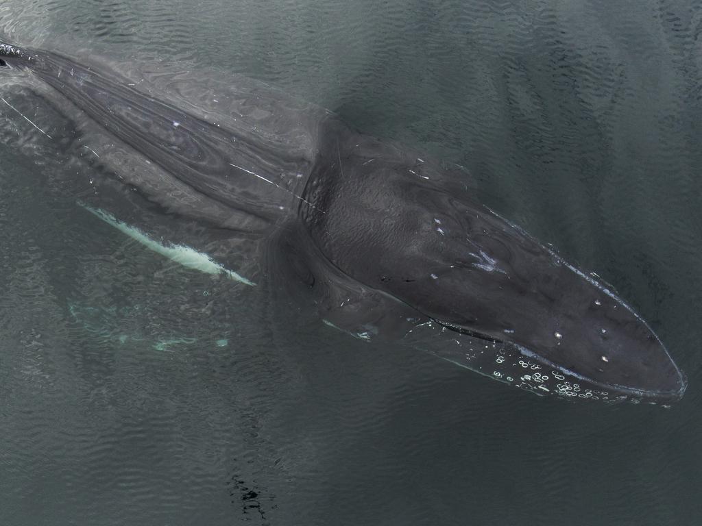 Humpback whales pass through Byron Bay on their way to Antarctica during their annual migration season. The pair were very lucky to witness the rare behaviour as whales are known to rarely stop during their travels. Picture: Craig Parry/Barcroft/Getty<br/>