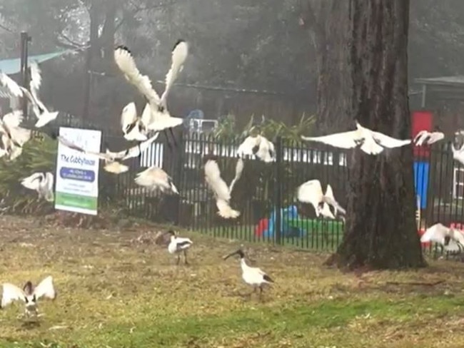 Ibis poop on pres-school. Picture ACA.JPG